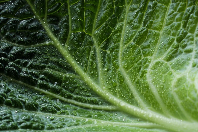 Eco-conscious living ideas